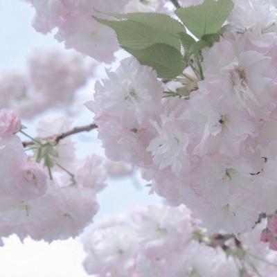 徐汇福瑞交流群